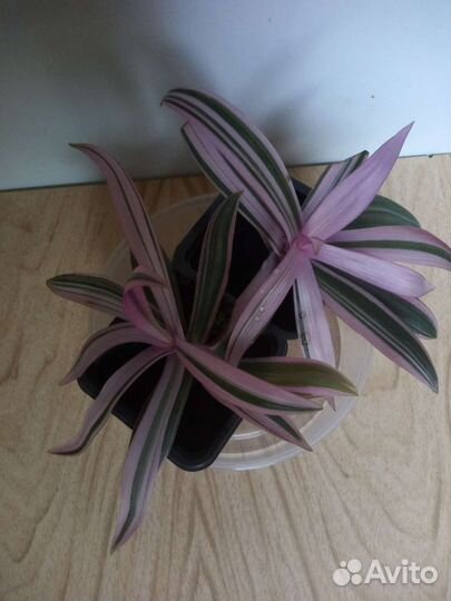 Комнатный цветок Рео. Медуница самурай. Ромашки