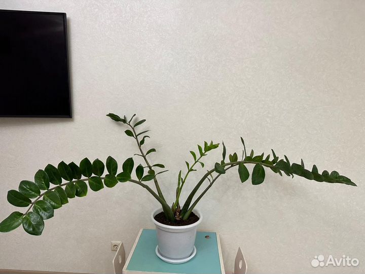 Замиокулькас с горшком