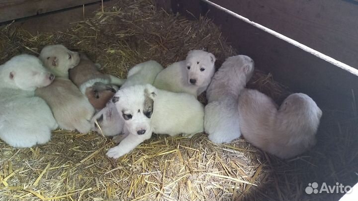 Щенки алабая