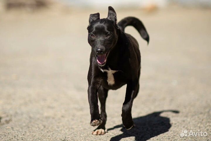 Собака в добрые руки отдам бесплатно