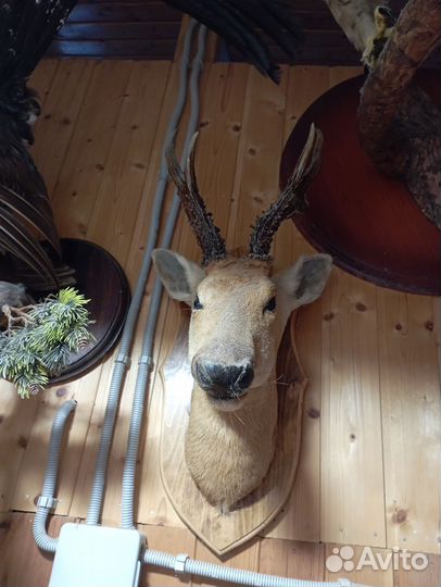 Чучело косули