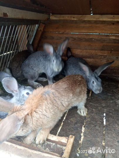Лпх всё натуральное и экологически чистое