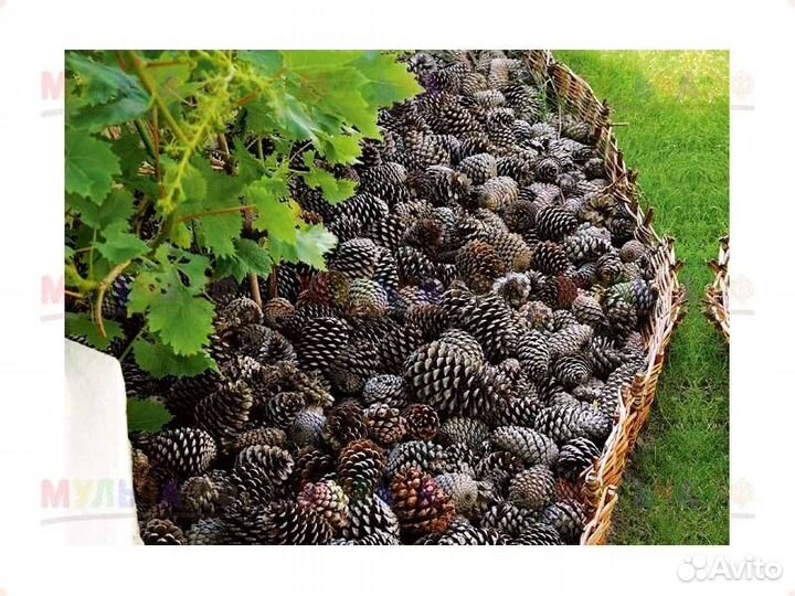 Шышки сосновые, мульчирование