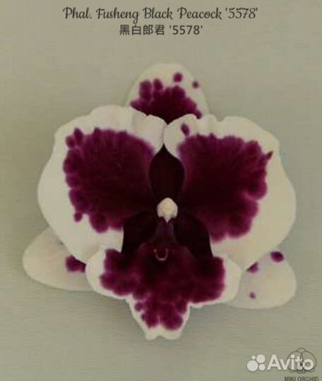 Орхидея Phal. Black Peacock