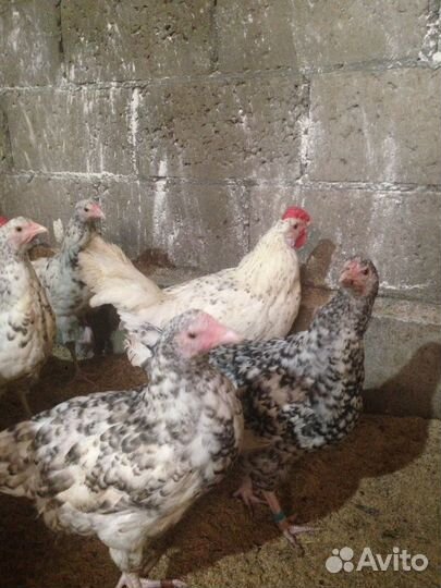 Пушкинские куры-несушки, яйцо инкуб., цыплята