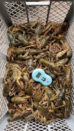 Вкусные раки божественная варка