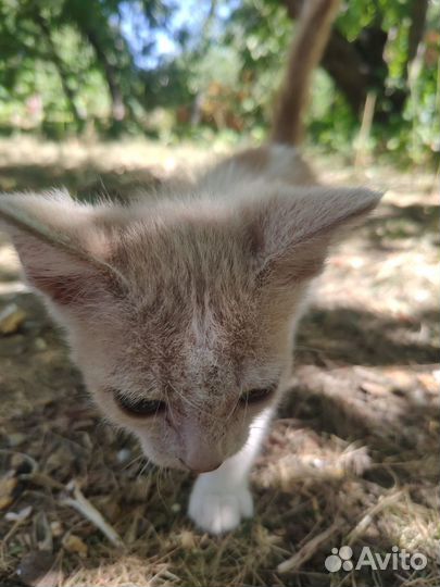 Отдам котят бесплатно в добрые руки