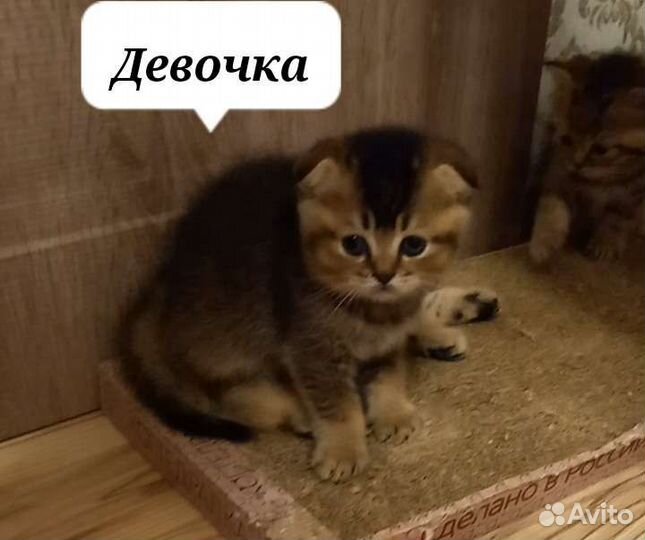 Шотландские