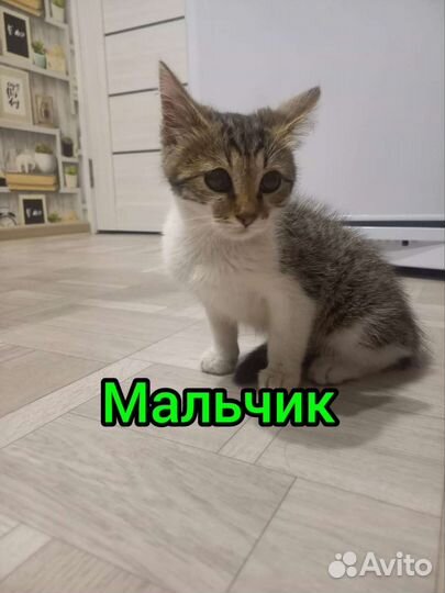 Котенок