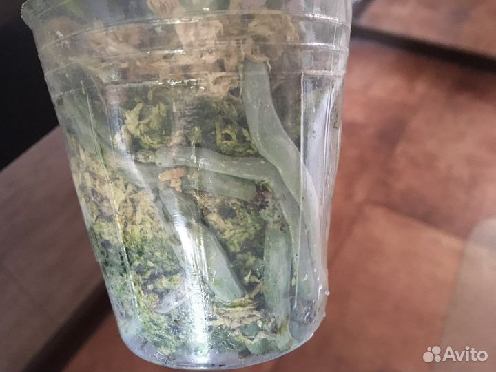 Орхидея фаленопсис