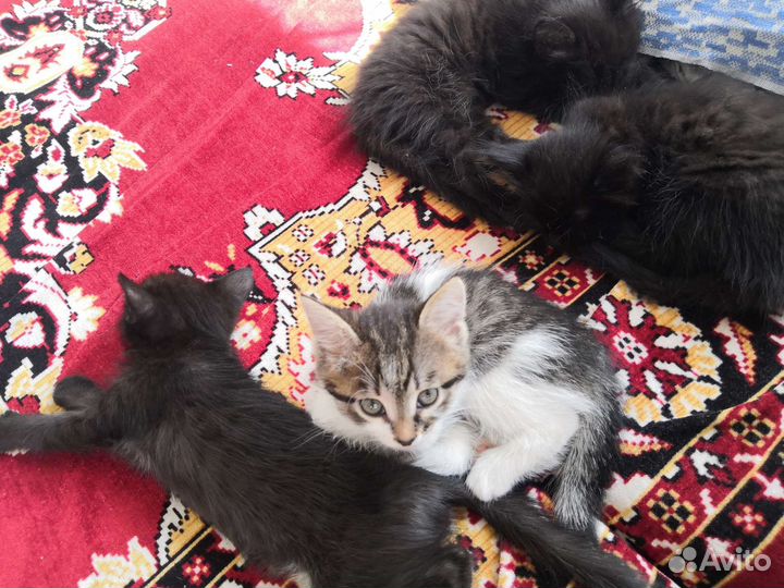 Кошка в дар бесплатно