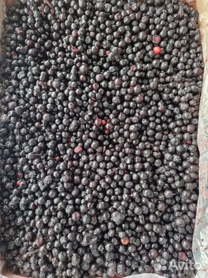 Черника дикая