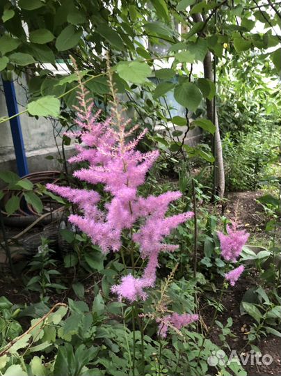 Многолетники для сада