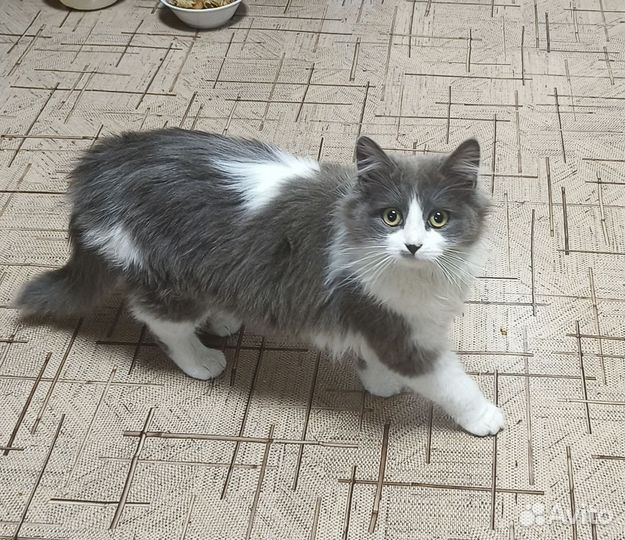 Домашние животные кошки