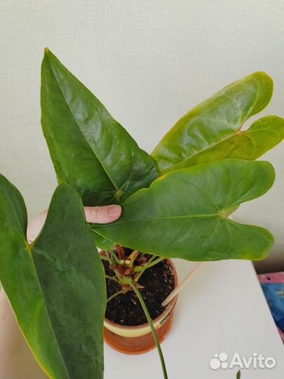 Антуриум красный