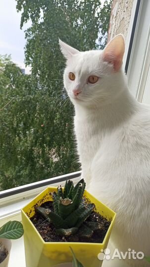 Передержка животных