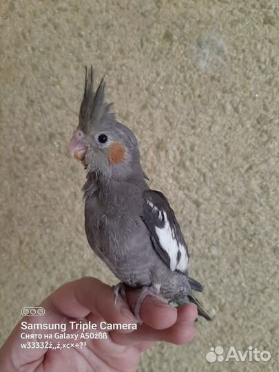 Корелла попугай