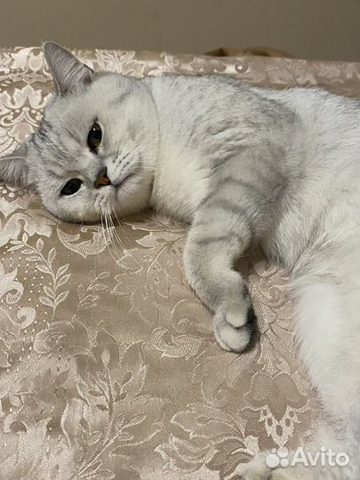 Случка кошки (самец Британец)