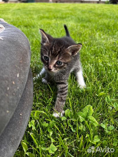 Котята (две кошки и один котенок)