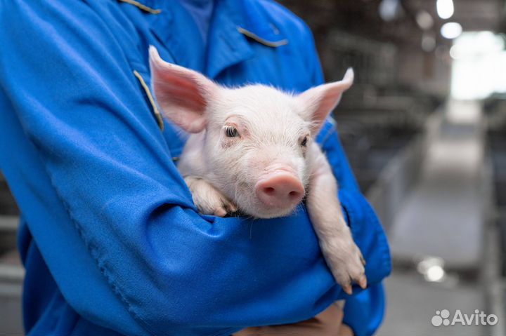 Подсобный рабочий свинокомплекс Трубчевск муж\жен