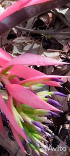 Комнатное красиво Цветущее растение