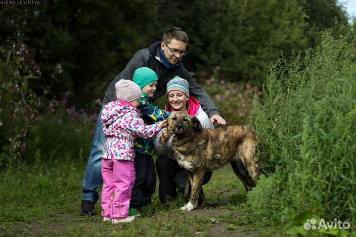 Собака Лика