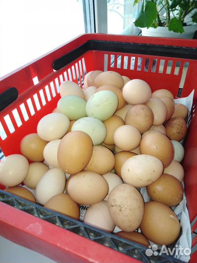 Деревенское куриное яйцо