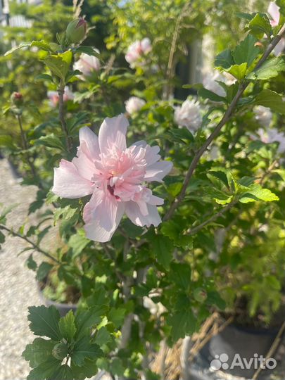 Саженцы гибискуса