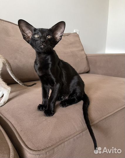 Ориентальные котята