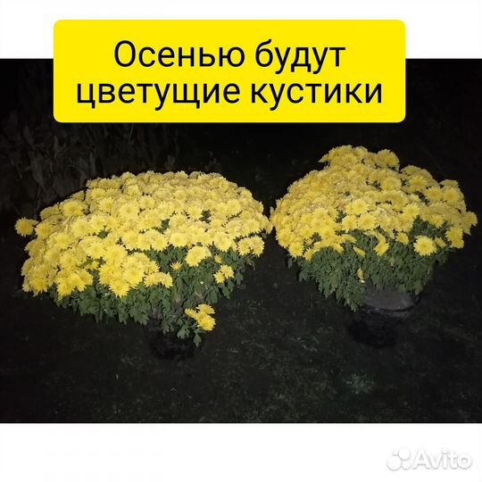 Хризантемы мультифлора