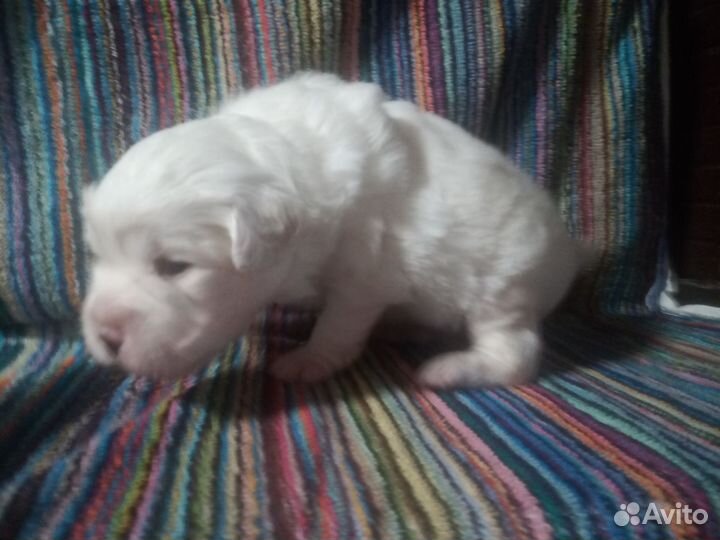 Ксолоитцкуинтли мексиканская голая