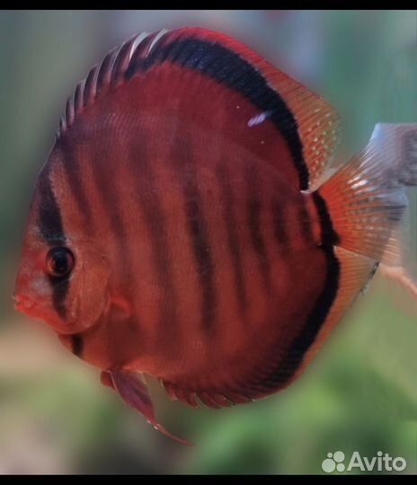 Продажа дискусов