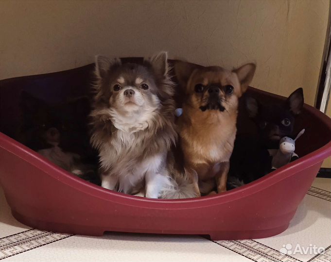 Взрослые кобели чихуахуа