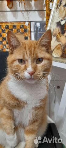 Котик. в дар. бесплатно
