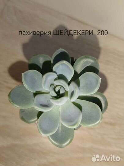 Суккуленты