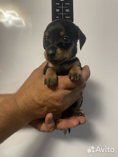 Щенки таксы