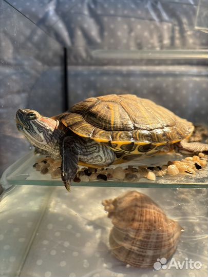 Красноухая черепаха