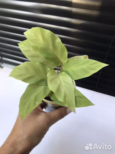 Yellou fusion,лансифолия,леопардина