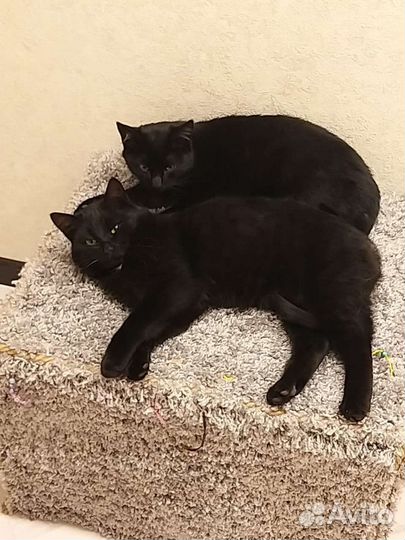 Маркиз и Рокки ищут дом