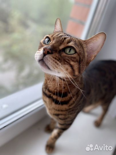 Бенгальский кот