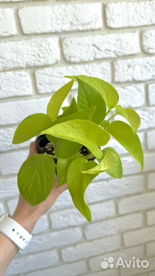 Эпипремнум неон