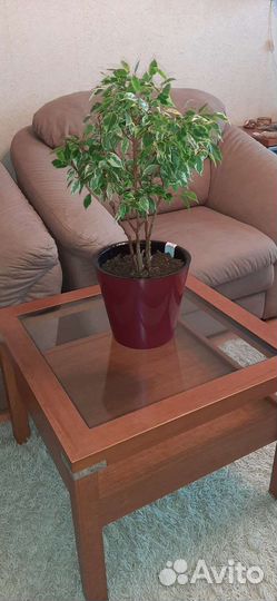 Фикус Бенджамина