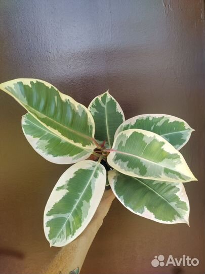 Фикус эластика Тинеке