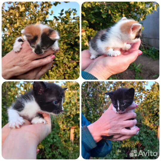 Котята в добрые руки