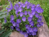 Колокольчик карпатский campanula carpatica jacq