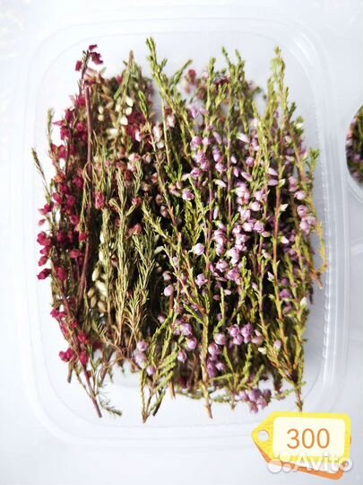 Сухоцветы разные