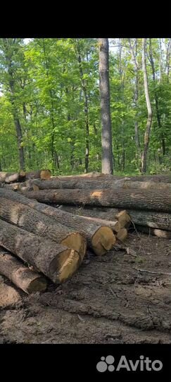 Продам дуб кругляк