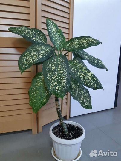 Диффенбахия