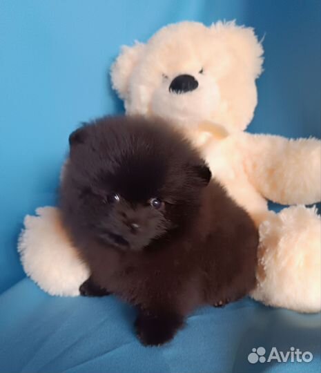 Померанский шпиц мини