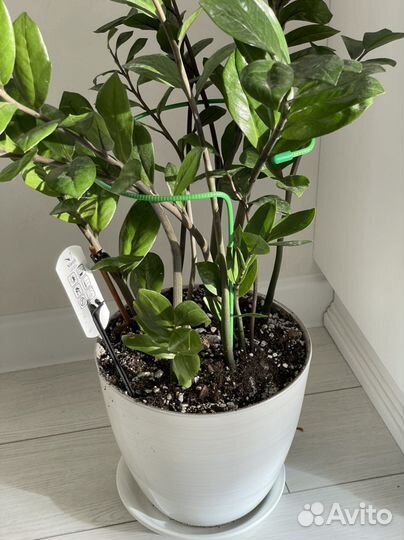 Замиокулькас